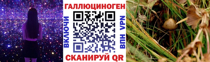 купить наркотики цена  Галич  Псилоцибиновые грибы Psilocybine cubensis 
